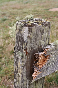 moss, fence, old, grass, wooden, wood, natural