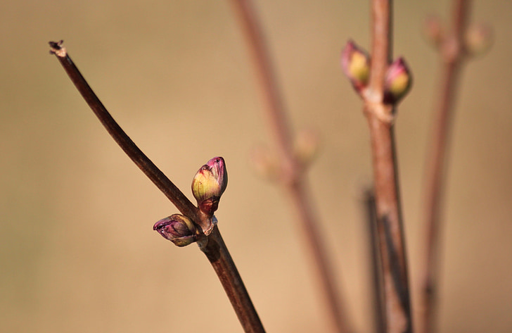 Bud, musim semi, cabang, makro, tanaman, alam, sepanjang tahun