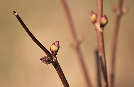 Bud, primavera, rami, macro, pianta, natura, periodo dell'anno