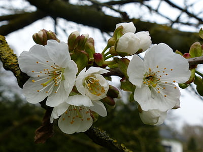 Cherry, träd, våren, blommor, vit, grön, blomklase