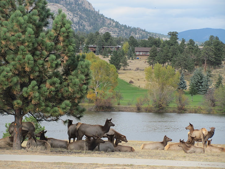 Elk, volně žijící zvířata, Příroda, Colorado, parku, hory, Estes