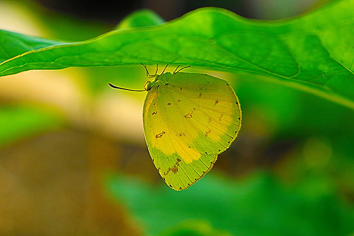 wildanimal, bướm, màu xanh lá cây, màu vàng, động vật, Việt Nam, vàng