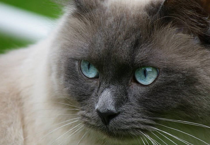 katt, Ragdoll, blå ögon, porträtt, bedårande, renrasiga, Feline
