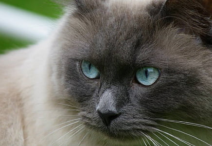 kedi, Ragdoll, mavi gözlü, portre, çok güzel, safkan, kedi