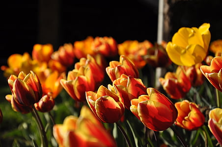 tulipes, groc, vermell, primavera, flors