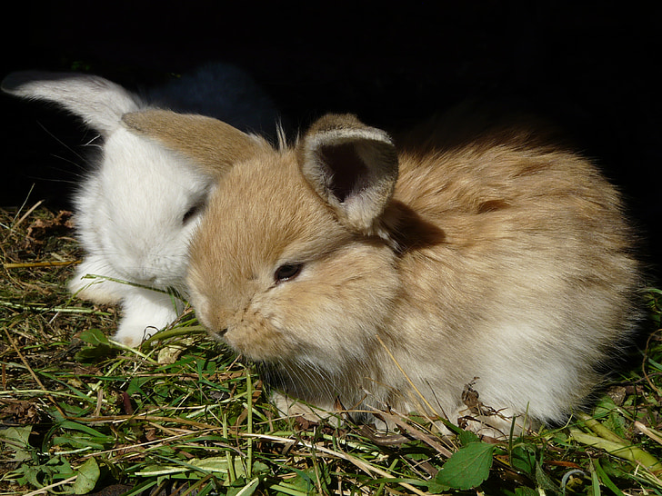 кролик, заєць, кролики, кролики, ušáček, USACE, білий