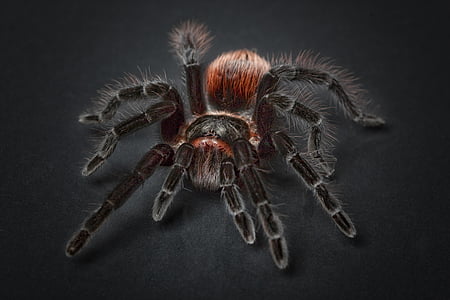 animal, arachnide, gros plan, Eerie, exotiques, poilue, araignée