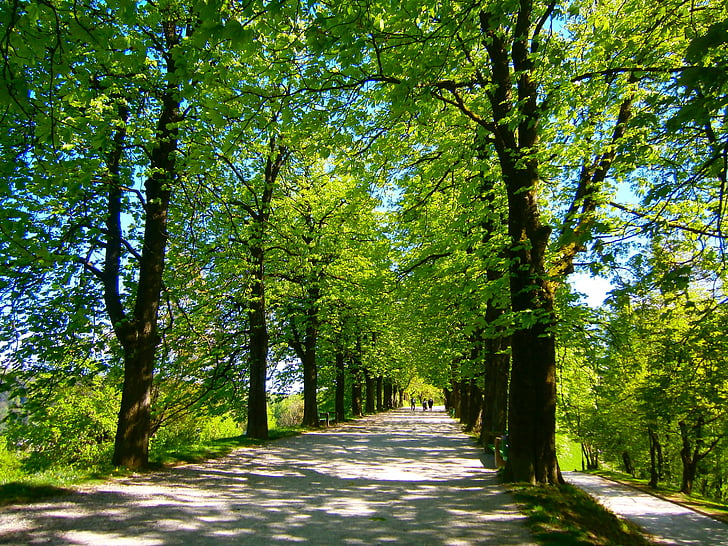 fa avenue, tavaszi, sikátor, fa, természet, erdő, levél