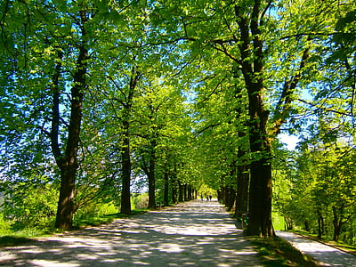 copac avenue, primavara, alee, copac, natura, pădure, frunze