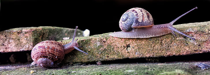 sneglen, gastropod, vegg, rase, F1, dyr, Shell
