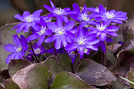 purple costs, flower forest flower, garden