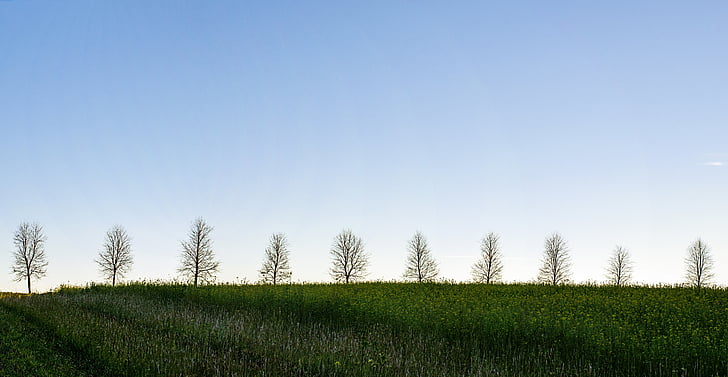 trees, nature, outdoor, sky, pano, line, agriculture