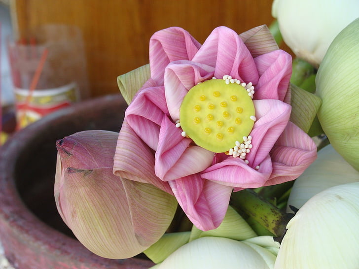 flor de Lotus, porpra, planta