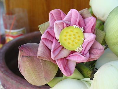 Lotus çiçeği, mor, bitki