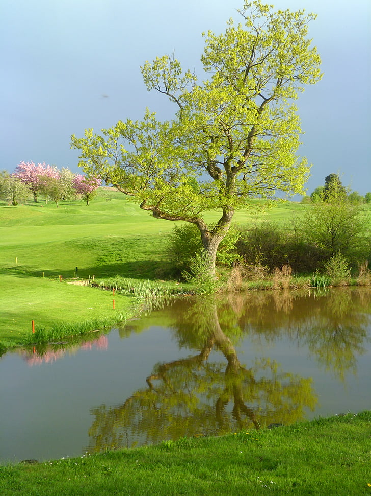golf, sport, water, reflection, tree, green, rosa