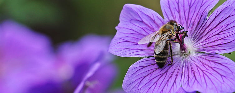 Cranesbill, flor de pássaro de bico de cegonha, cinéreo gerânio, abelha, flor, flor, azul