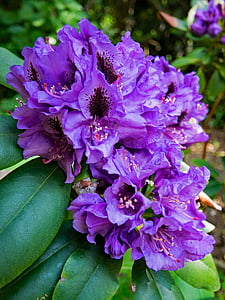 rhododendron, flowers, purple, blossom, bloom, nature, plant