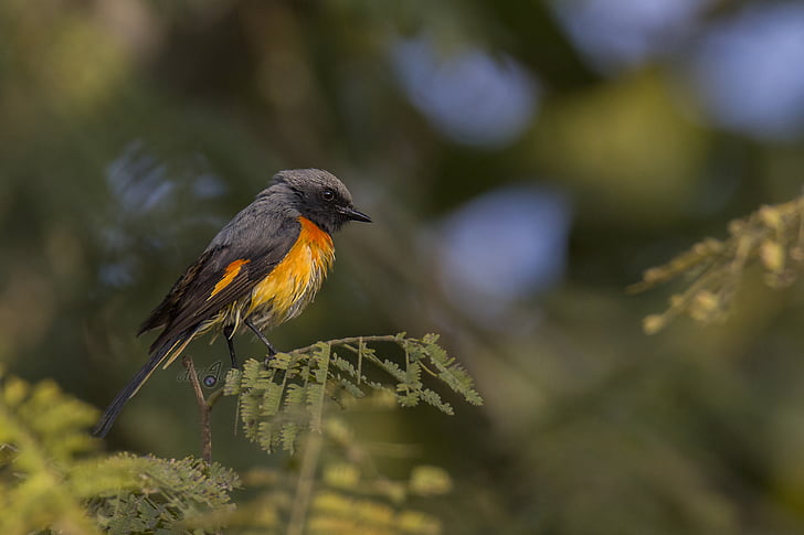 pájaro, Mysore, India, deejayclix, árbol, encaramado, minivet