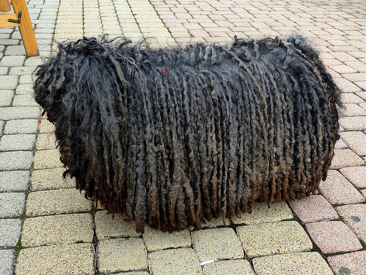 dog, rasta braids, shaggy, mop, stool, black, are