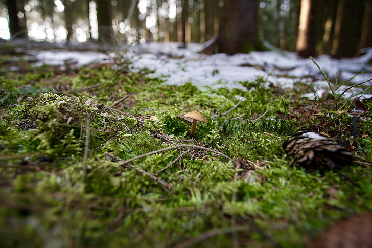 braunfüßiger häubling, Toadstool, meža, meža biezoknī, rudens sēņu indes
