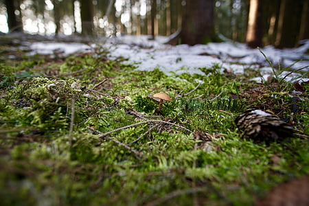 braunfüßiger häubling, поганка, ліс, лісовому грунті, Осінній отрута гриб