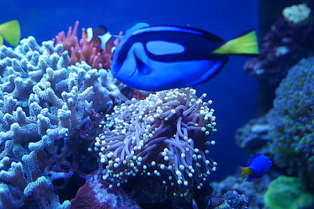 sea ​​fish, zoological garden, aquarium