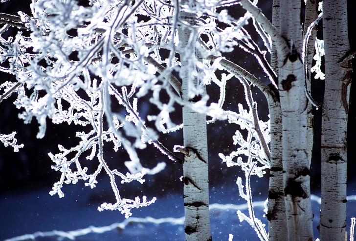 κλειστό, φωτογραφία, δέντρο, με επικάλυψη, χιόνι, υποκατάστημα, φυτό