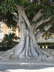 Calabria, Italia, Reggio calabria, Sun, kesällä, puu, Magnolia