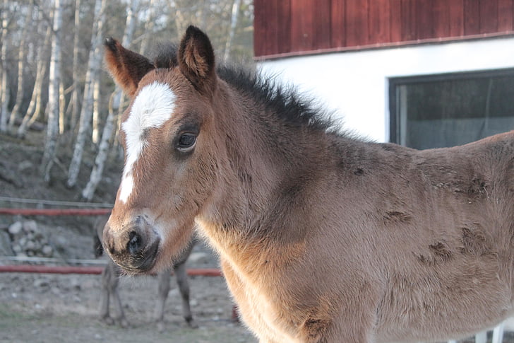 foal, horse, baby, brown, stable