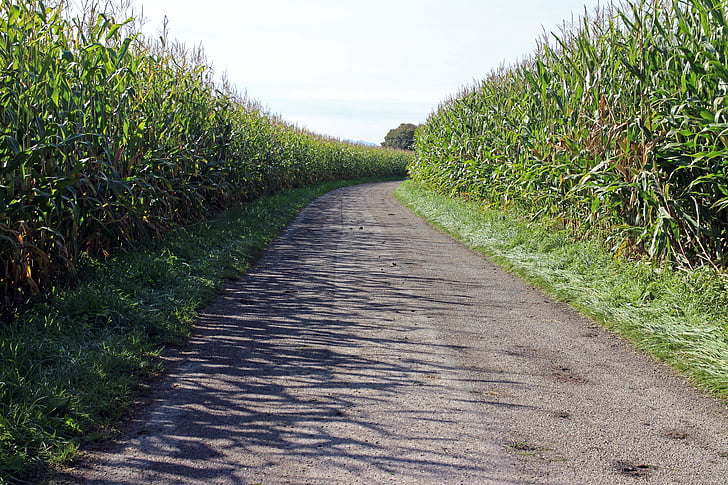 kukorica, búzatábla, el, közúti, Lane, Dirt pálya, mezőgazdaság