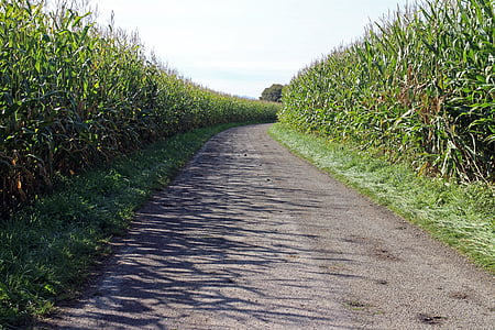 corn, cornfield, away, road, lane, dirt track, agriculture