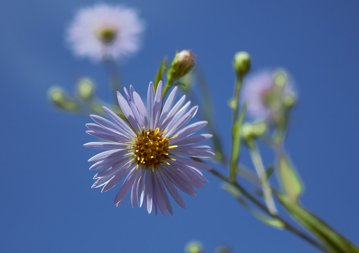 astra, summer flowers, sky, day, blue, aster amellus, nature
