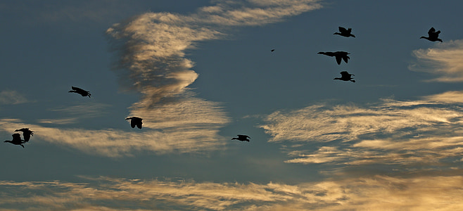 sunset, sun, ducks, silhouette, abendhimmel fly, clouds, abendstimmung