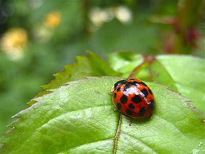 Ladybug, grønn, rød, natur, blad, insekt, lykke