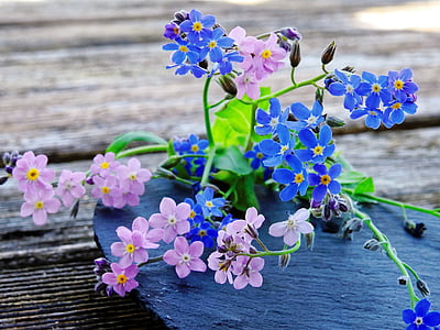 forget me not, flowers, blue, pink, pointed flower, blossom, bloom