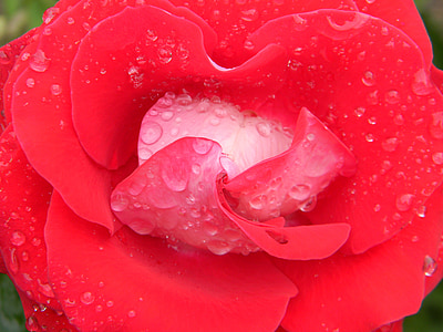 rosa, water, drop, petals, garden, nature, beauty