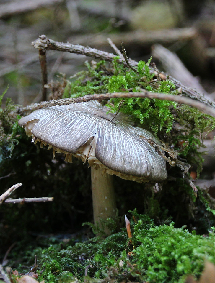 mushroom, forest, moss