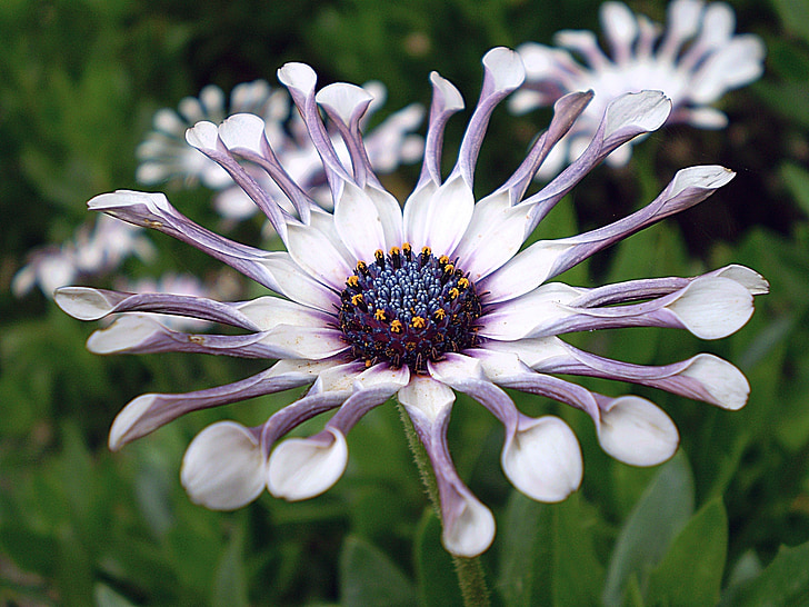 african daisy, flower, plant, petals, floral, macro, colorful