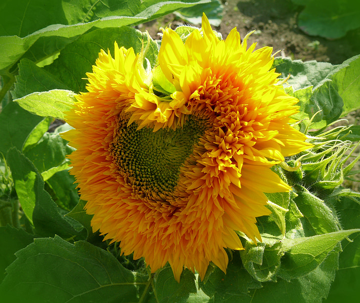Sun flower, serce, w kształcie serca, Słoneczny, kwiat, kwiat, Bloom