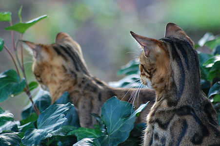 Бенгальская кошка, кошачьи, домашнее животное, Смотреть, животное, Домашняя кошка, Природа