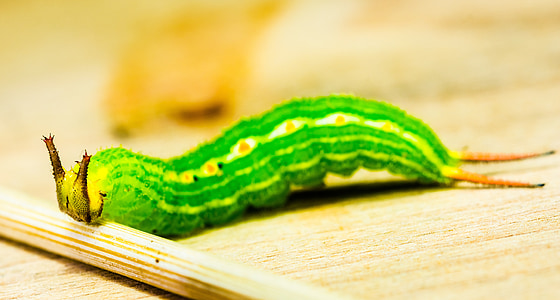 Caterpillar, groen, hoofd, hoorns, detail, macro, dier