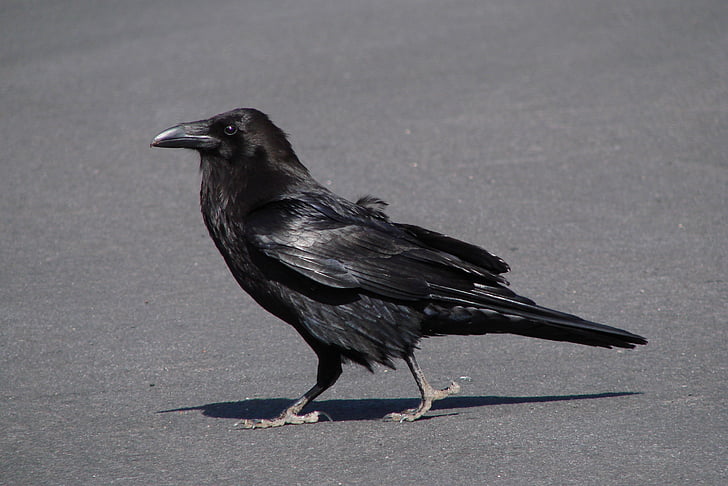 Raven, Crow, fugl, flyve, uhyggelig, grave, dyr