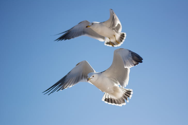 seagull, bird, sky, animal, flying, nature, animal Wing