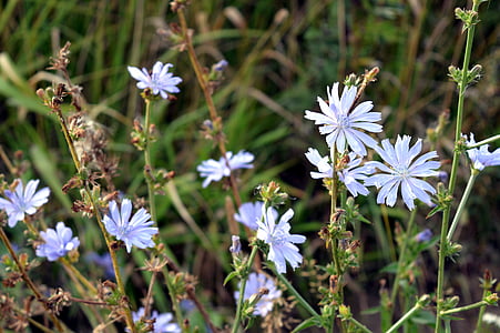 chicory, flower, natural medicine, flowers, flowers of the field, meadow, plant