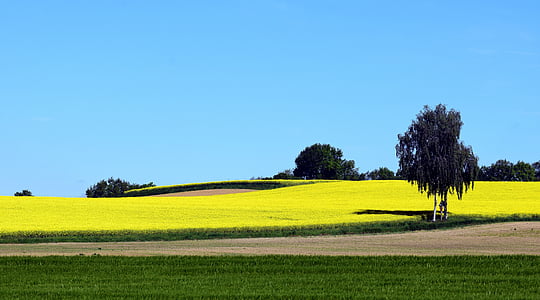 oilseed 강간, 평지의 씨의 분야, 노란색, 필드, 조 경, 여름, 유채 기름