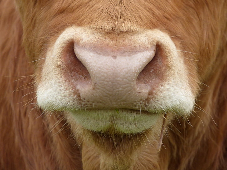 karvių nosies, karvė, žinduolis, ūkio gyvūnui, jautienos, jaučiai, karvių