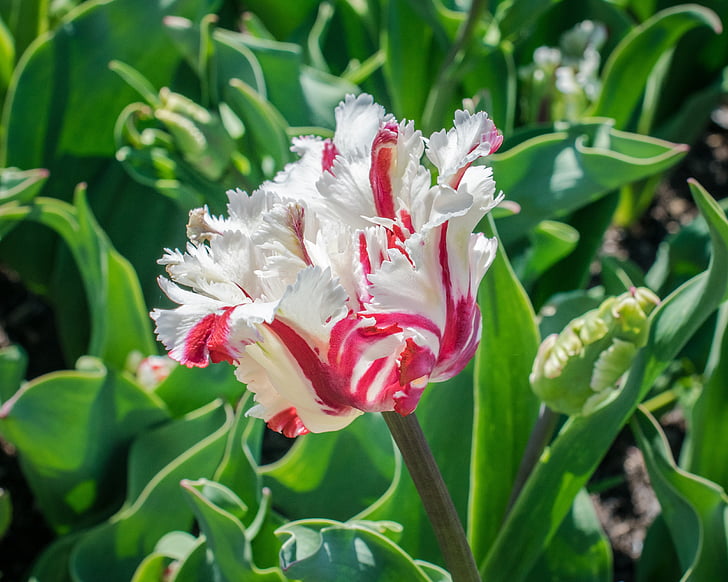 tulipán, egyedi, virág, természet, tavaszi, Bloom, fókusz