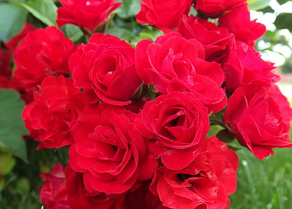 rosor, röda rosor, vilda rosor, röd, ökade, blomma, blommig