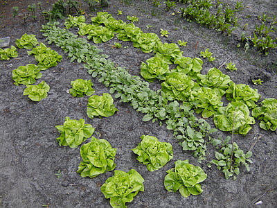 virtuvės sodas, daržovių, salotų lapai, valgomasis ridikas