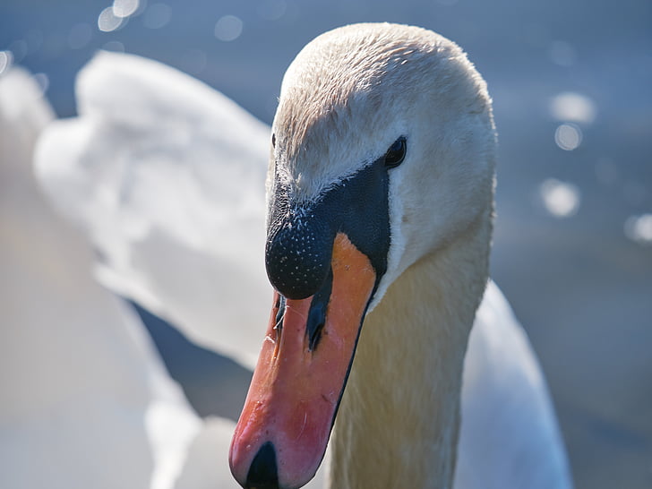 Swan, vody, plávať, biela, čisto, monogamný, Vodné vták